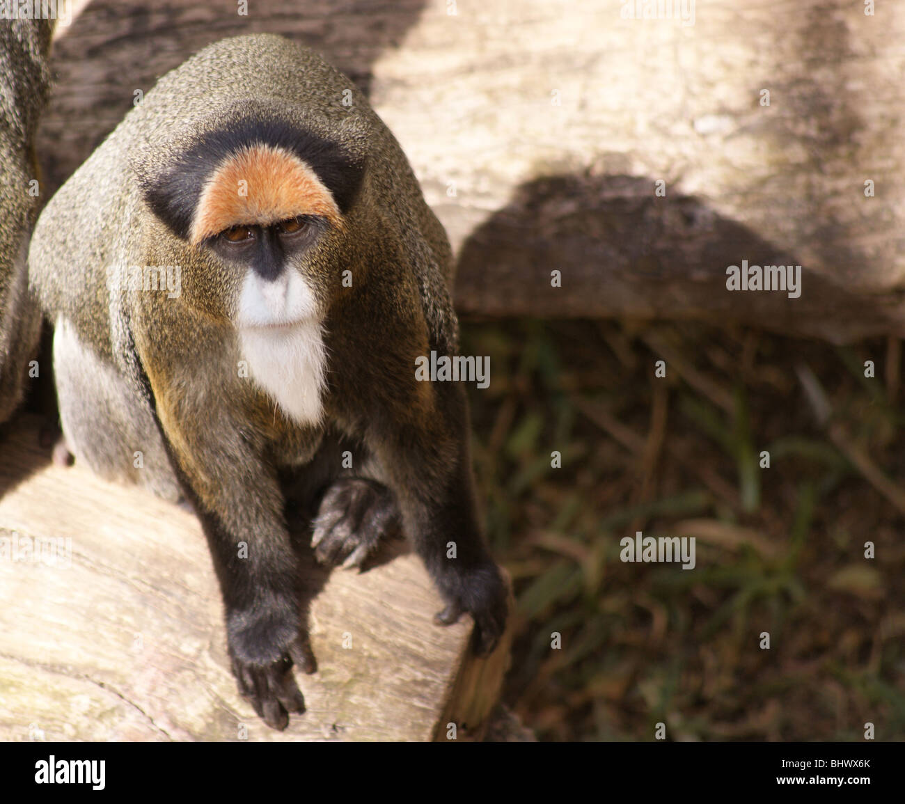 BEARDED MONKEY IN CAPTIVITY Stock Photo - Alamy