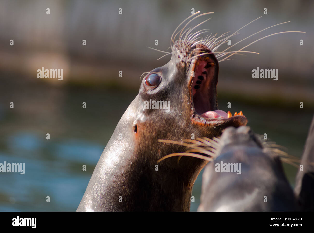 Sea lion barking aggressively Stock Photo