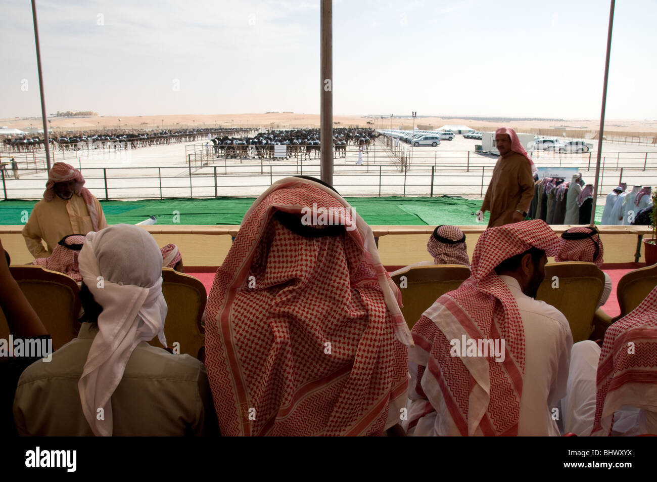 Al Dhafra camel festival, Zayed City, Abu Dhabi, UAE Stock Photo Alamy