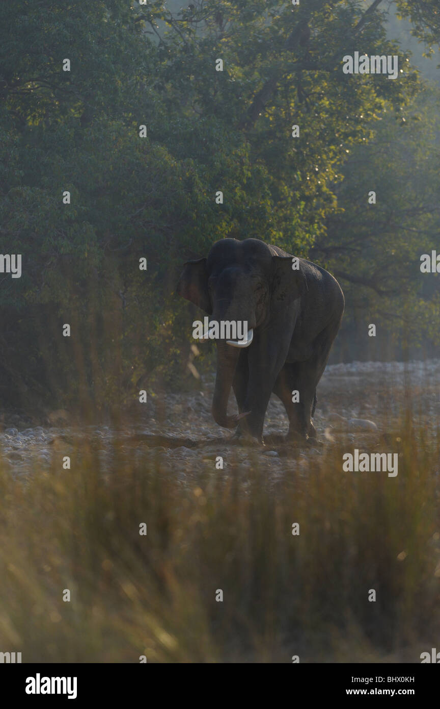 Tusker elephant Stock Photo