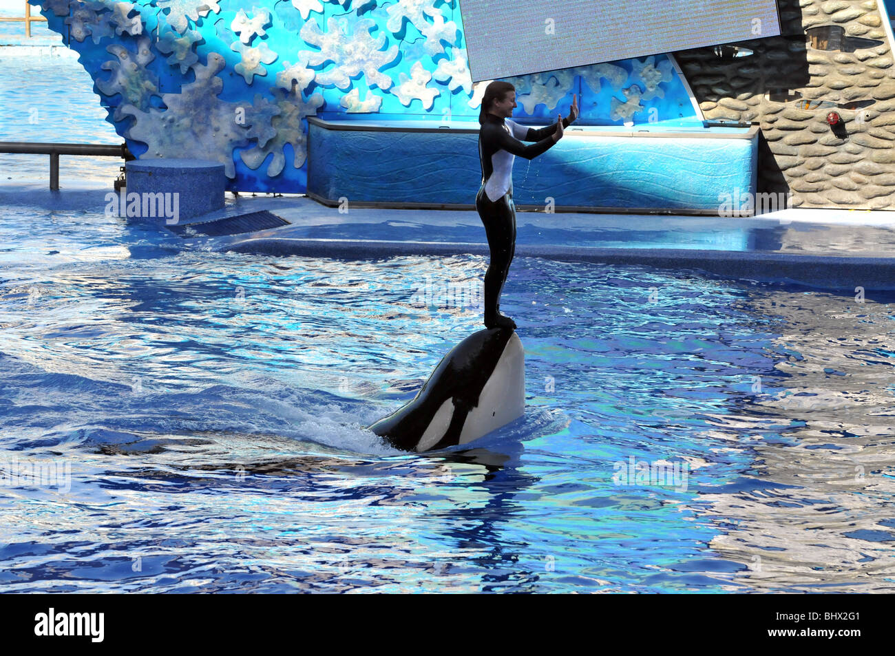 SEA WORLD - APRIL 16: Trainer performing in water tank with killer whale, Orlando FL, on April 16, 2008 Stock Photo