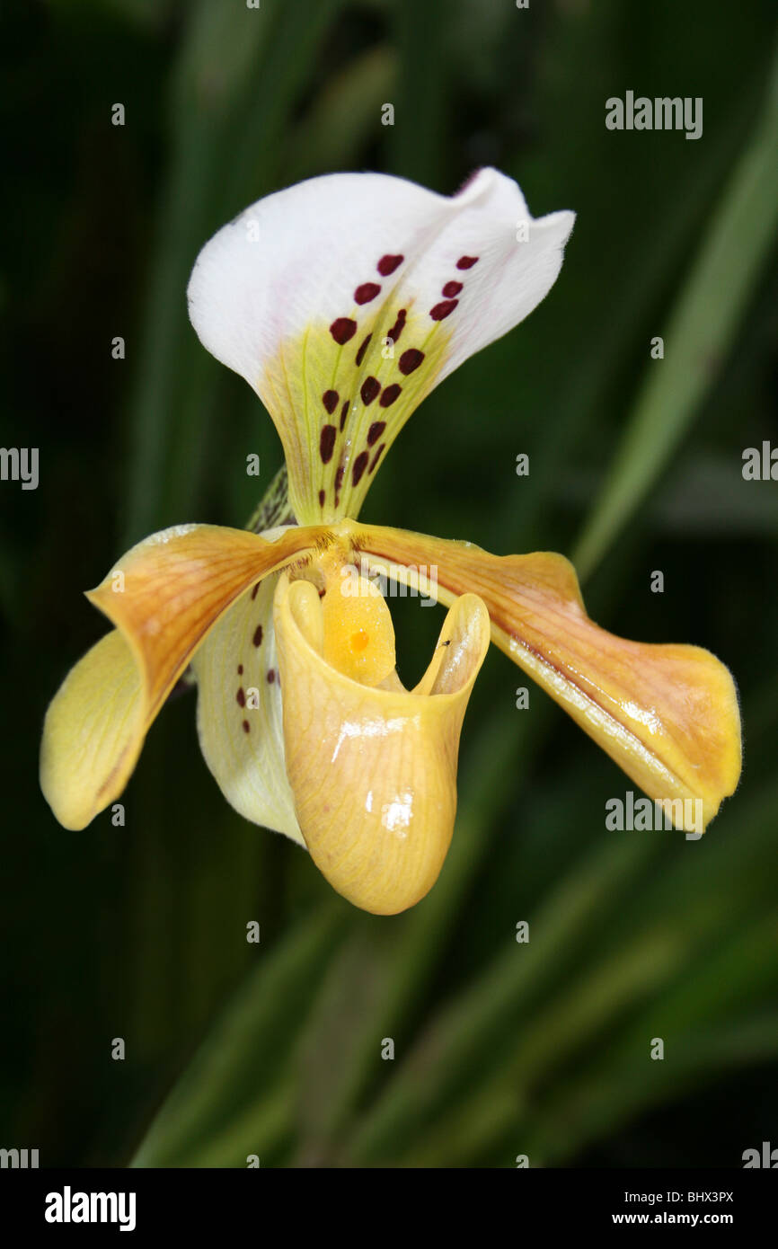 Lady’s Slipper Orchid Paphiopedilum exul Stock Photo