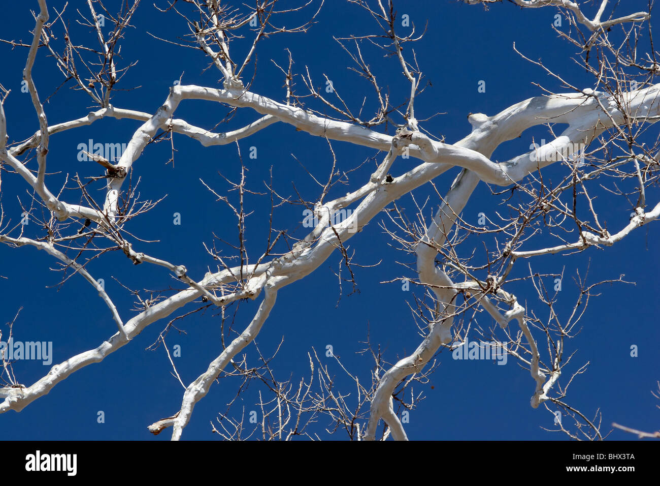 The bare white winter branches of a sycamore tree against a blue sky