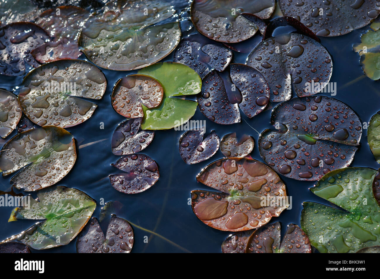 Water lily leaves covered with water droplets Stock Photo - Alamy