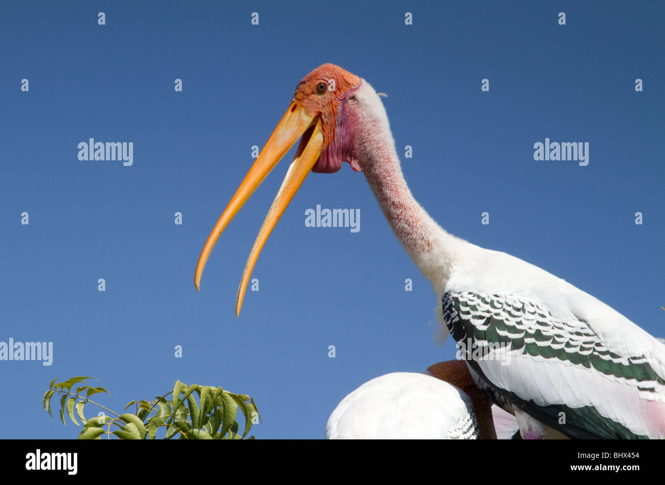 Indian birds hi-res stock photography and images - Alamy