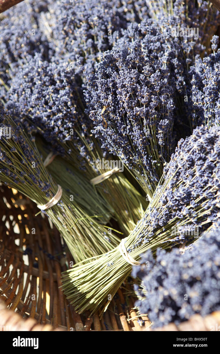 Bunch of Lavender Stock Photo