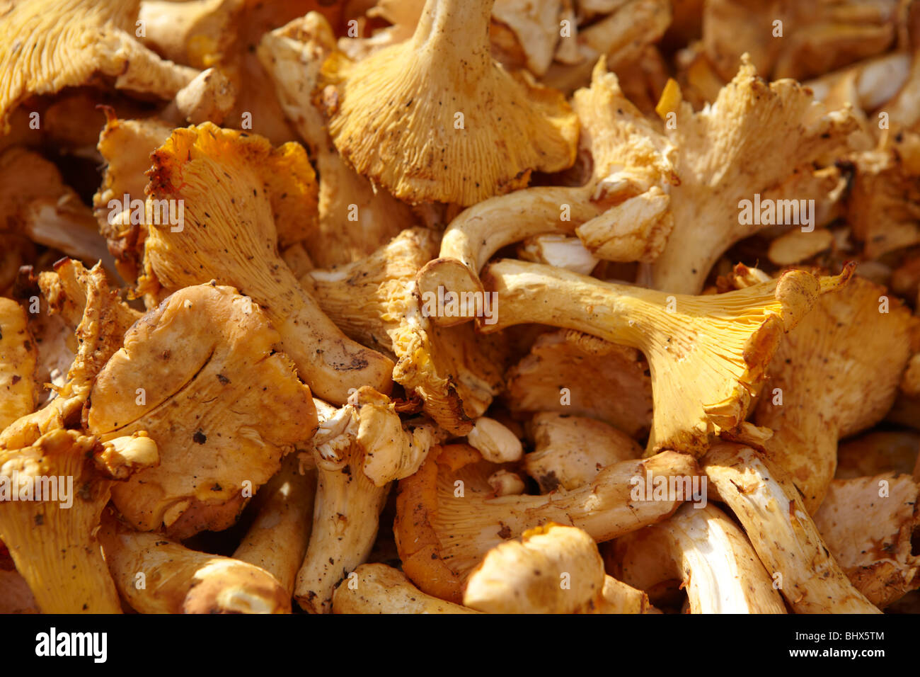 Chanterelles Stock Photo Alamy