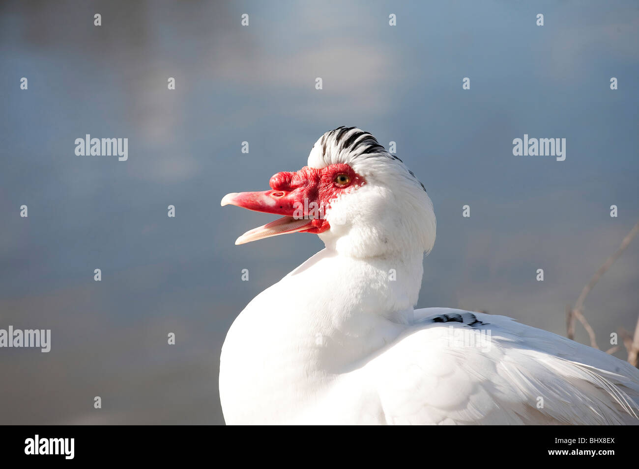 Muscovy white duck with bright face Stock Photo - Alamy