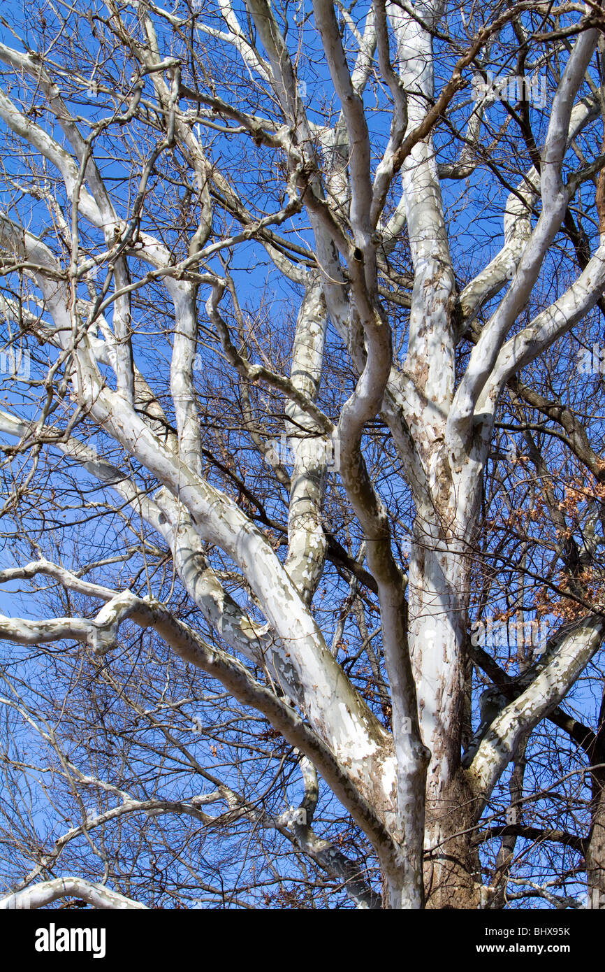 An American sycamore shot in winter. White trunk and branches Stock