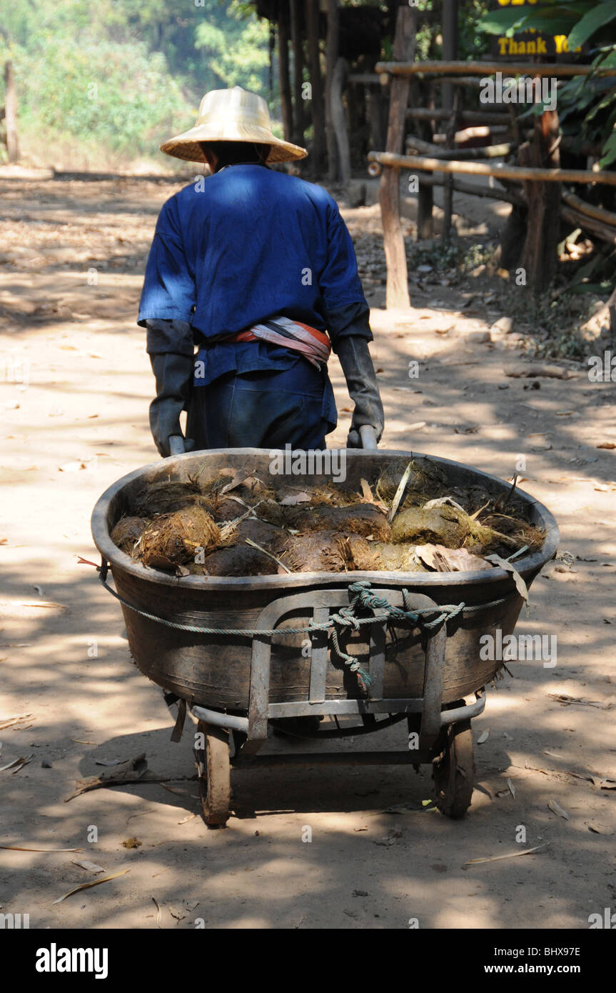 A helper at the Chiang-Dao Elephant Training Centre removes a barrow load of elephant dung from the camp. Stock Photo