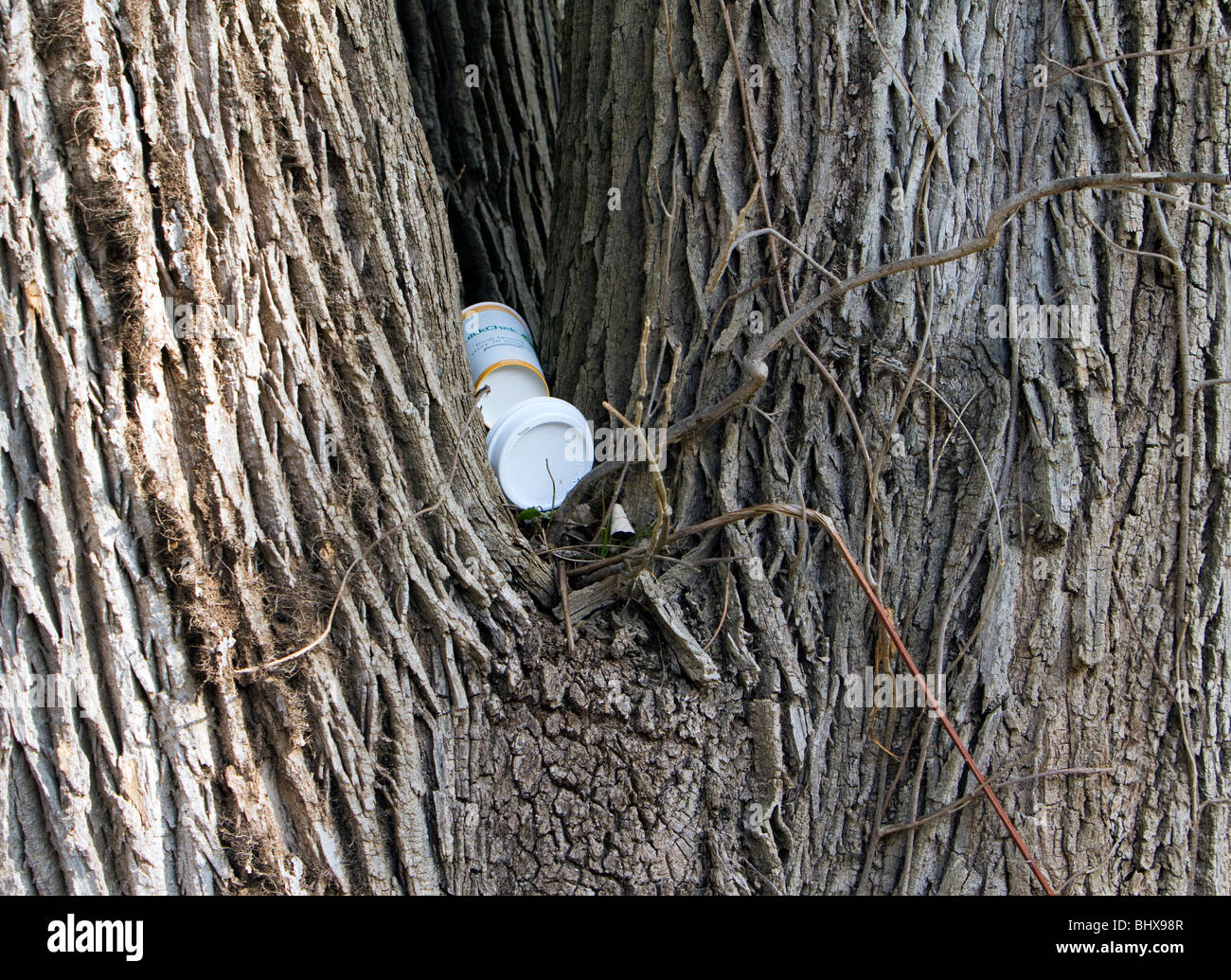 Paper coffee takeout container litter stuck in the fork of a big old tree. Stock Photo