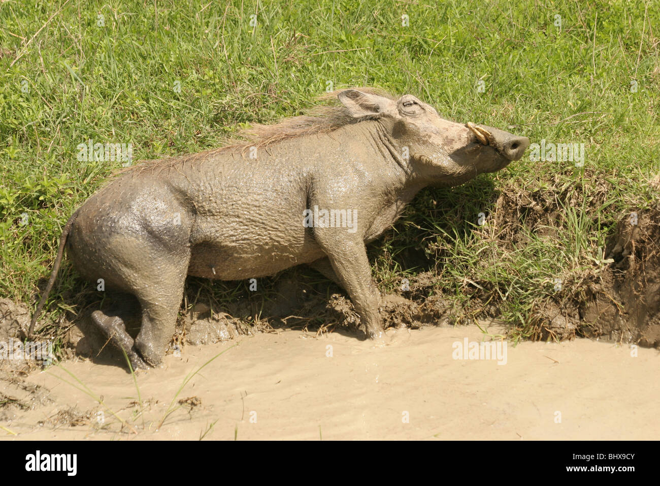 Africa, Tanzania, Ngorongoro Ngorongoro Conservation Area (NCA) Warthog (Phacochoerus africanus) rolls in the mud Stock Photo