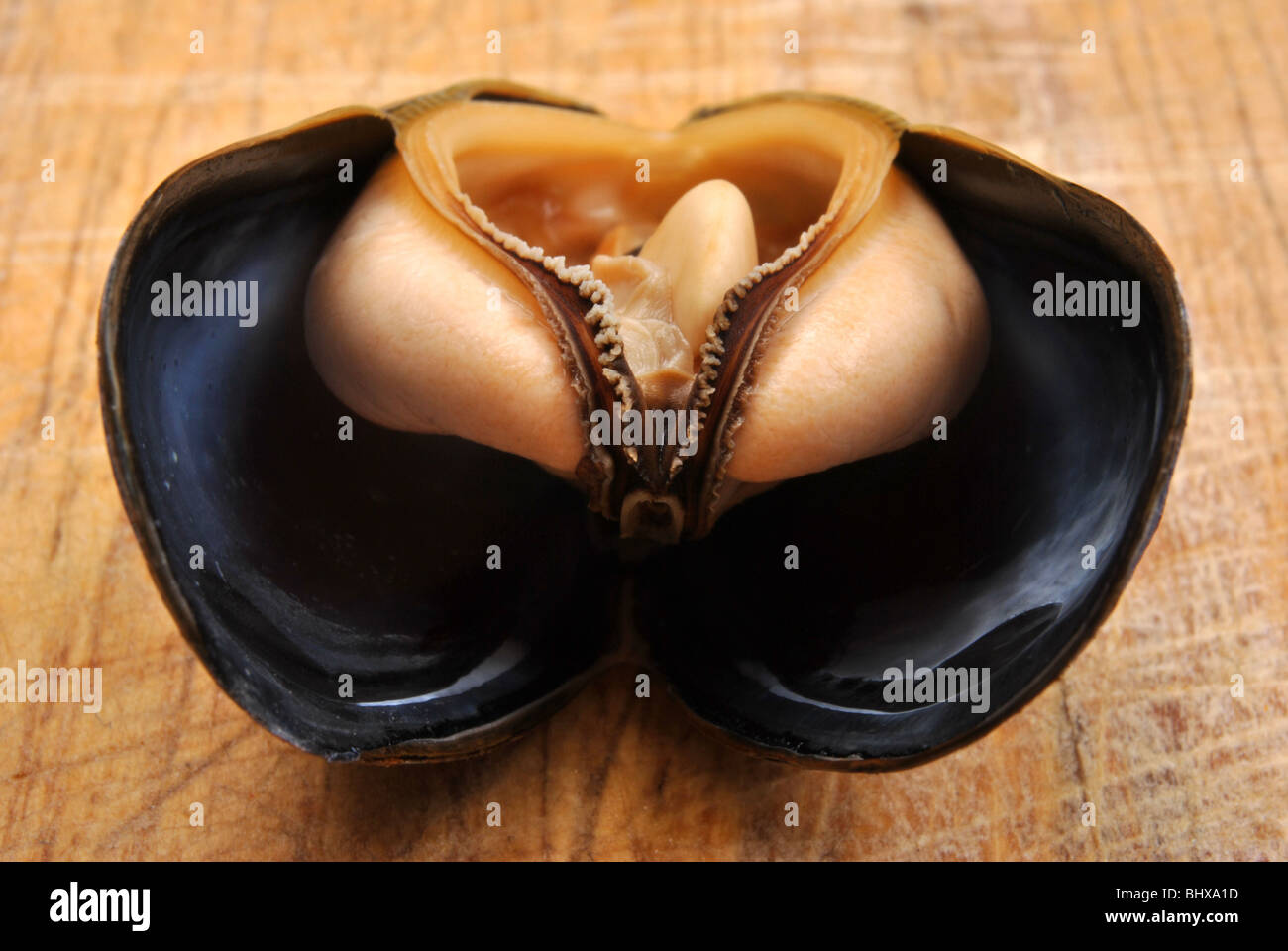 one cooked open mussel ready to eat Stock Photo Alamy