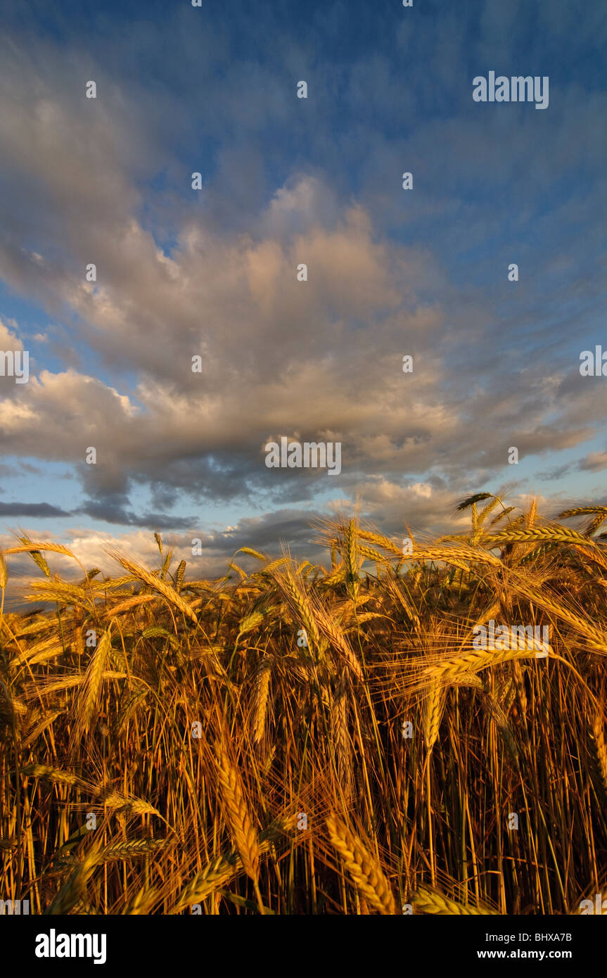 wheat field Stock Photo