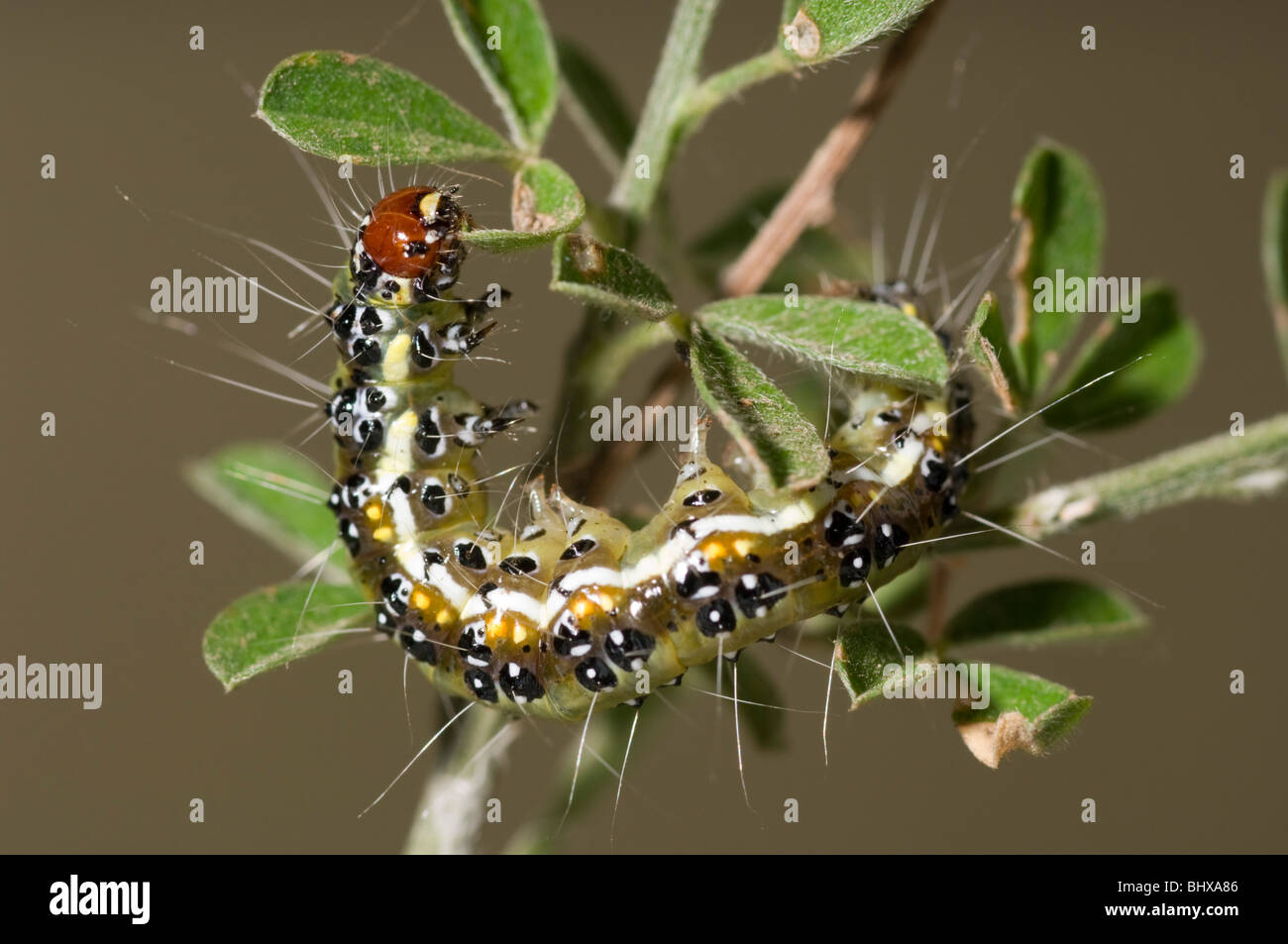Spiky caterpillar - Tree Lucerne Moth Stock Photo
