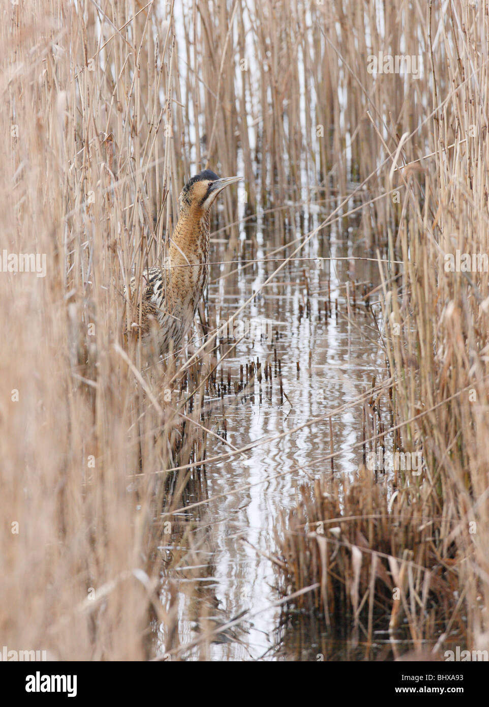 Bittern at Fishers Green in the reeds Stock Photo