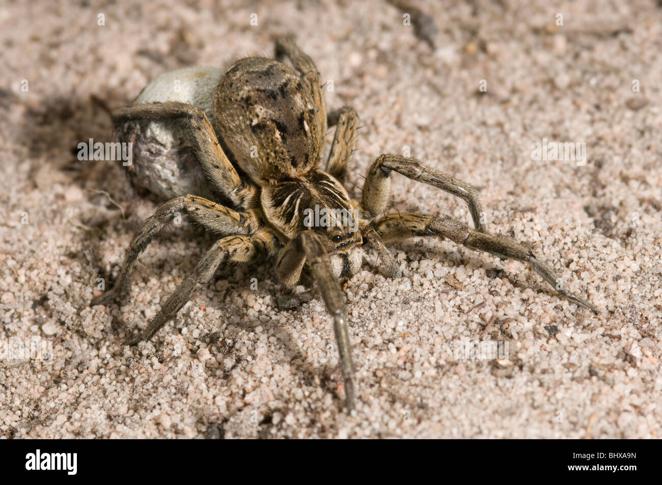 Female wolf spider with egg sac Stock Photo