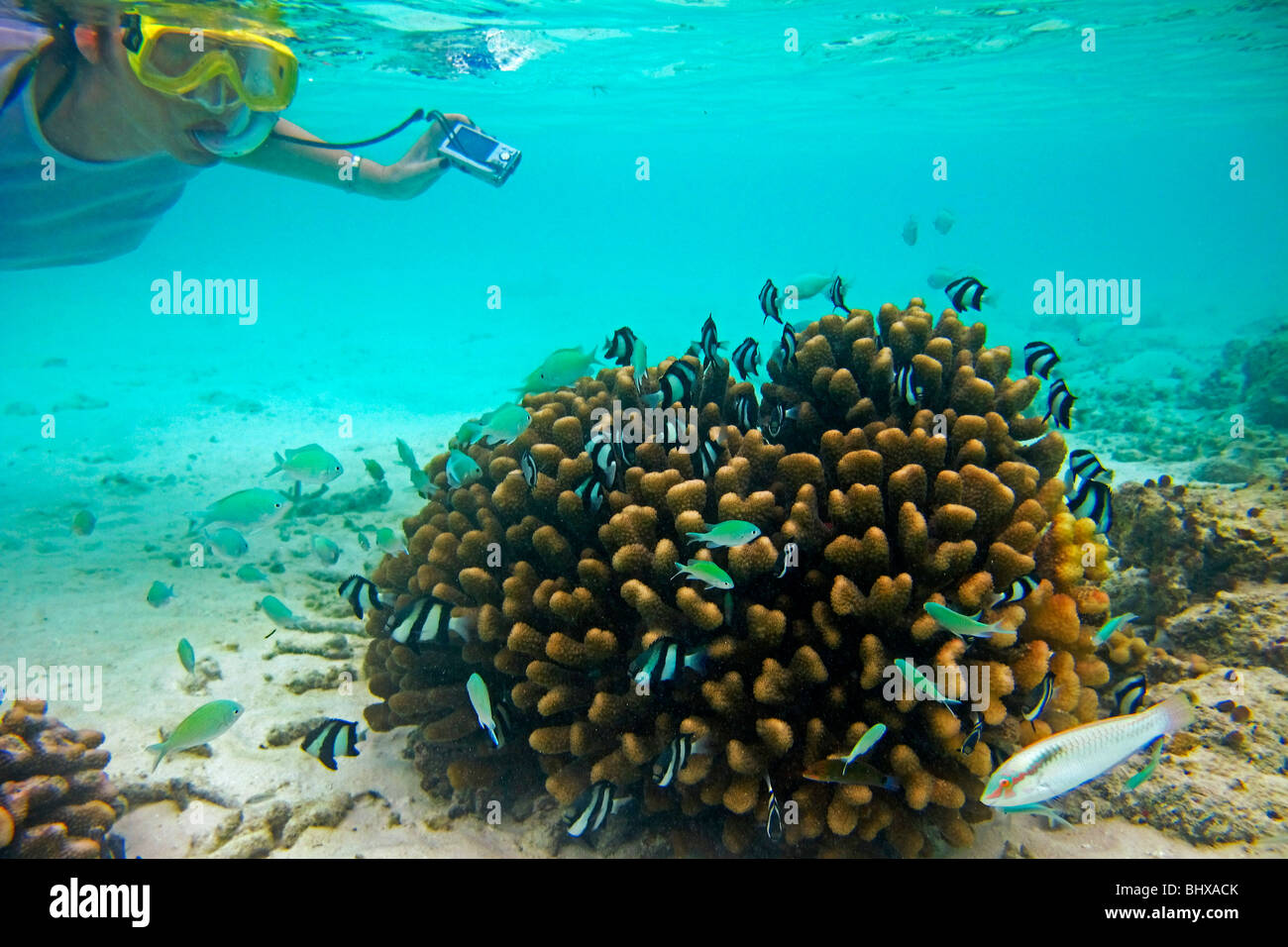 Coral fish at Biyadhoo Island Reef , woman snorkeling with camera, Indian Ocean , South Male Atoll , Maldives Stock Photo