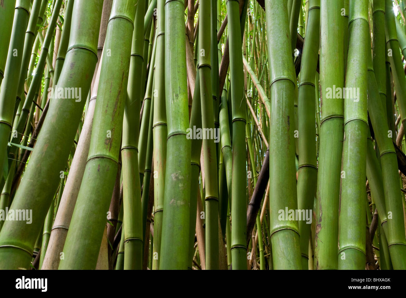 Green bamboo in the bamboo forest on the Pipiwai trail near Hana Maui Hawaii Stock Photo