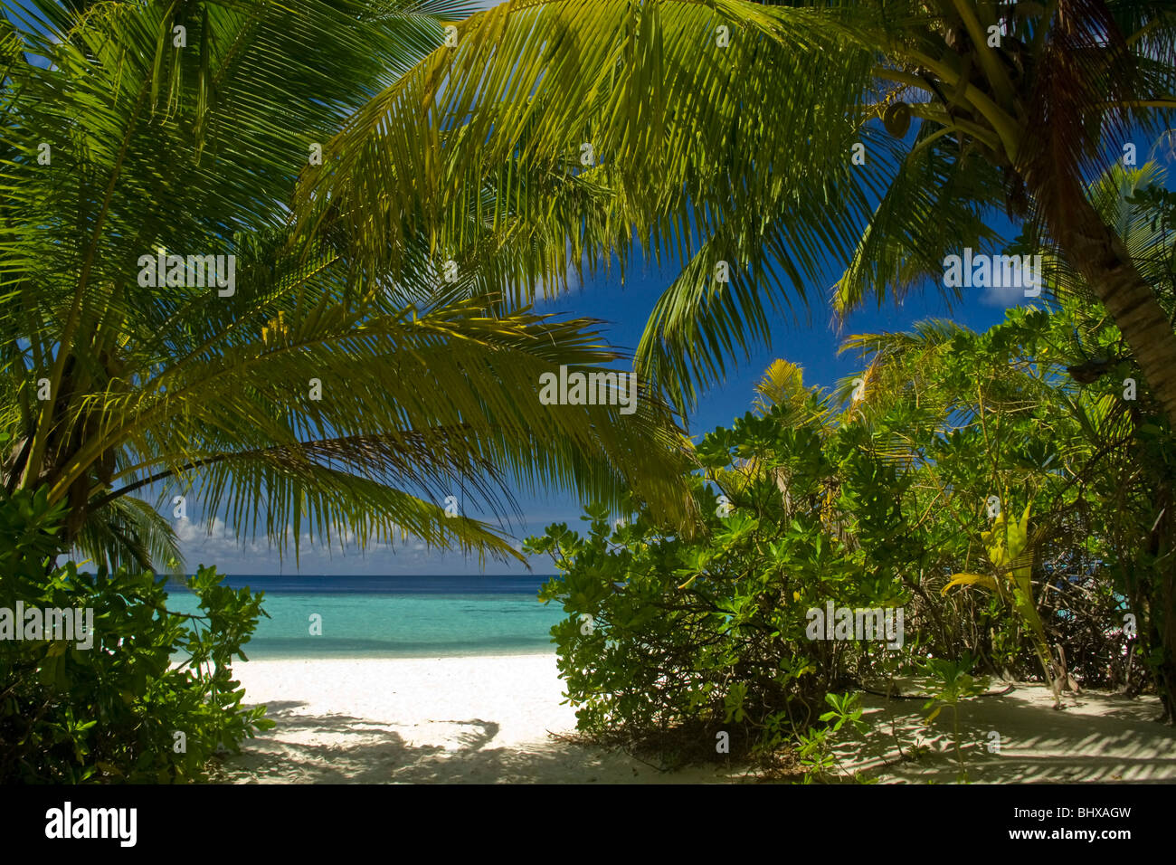 Palm trees at the beach of Biyadhoo Island , Indian Ocean , South Male Atoll , Maldives Stock Photo