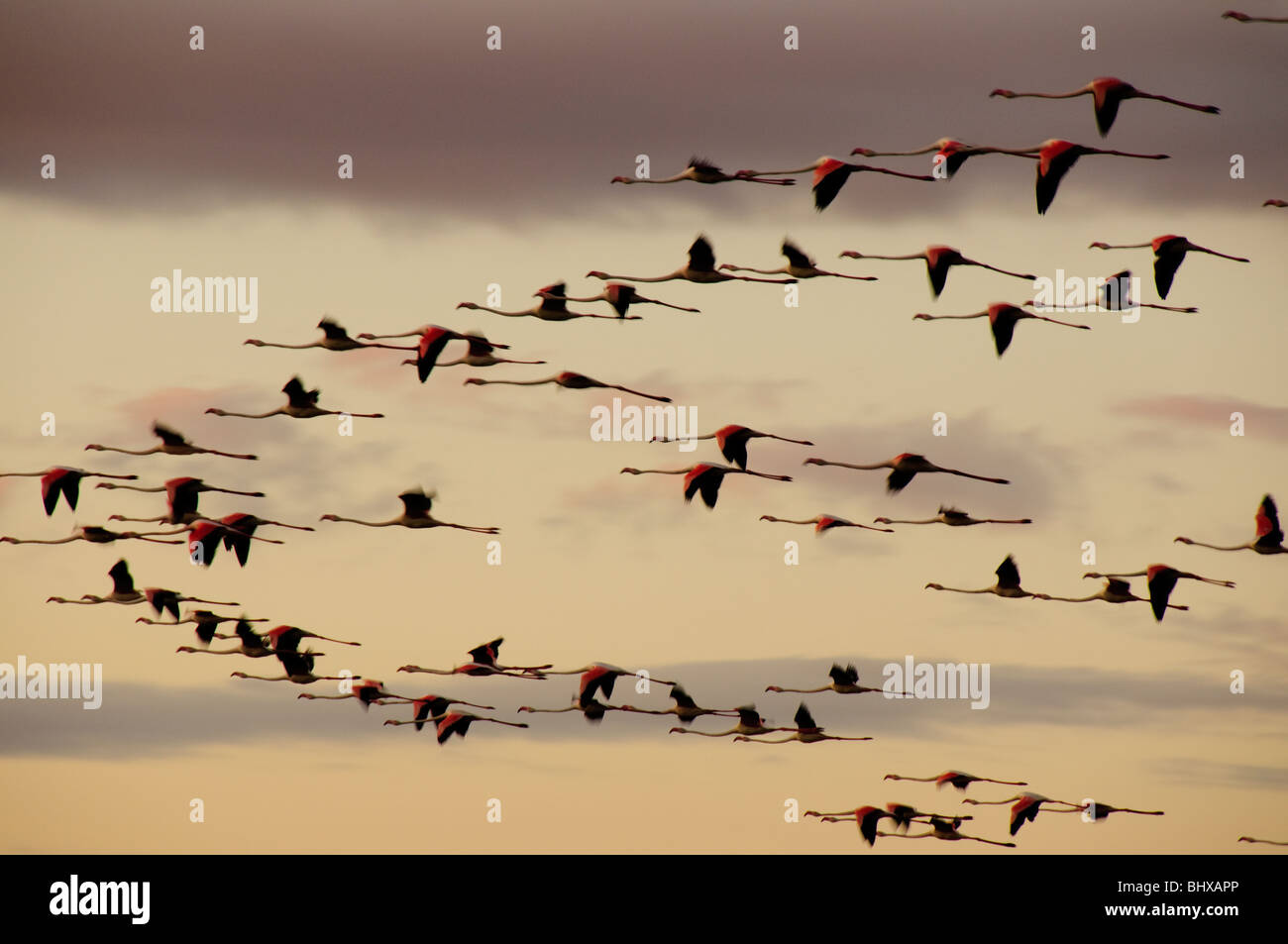 Flamingos flying Stock Photo