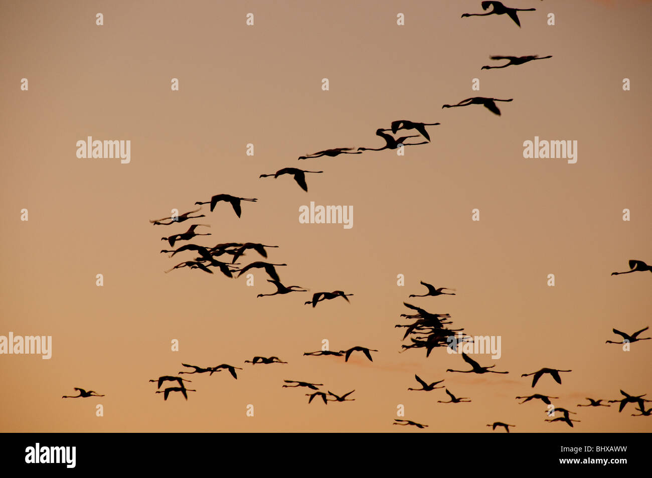 Flamingos flying Stock Photo