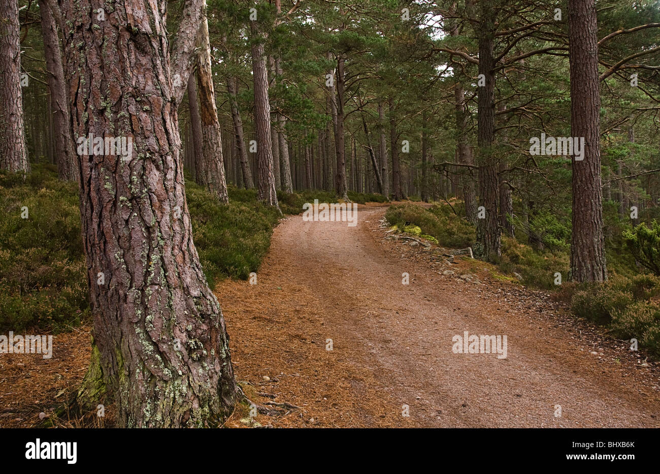 Rothiemurchus Forest High Resolution Stock Photography and Images Alamy