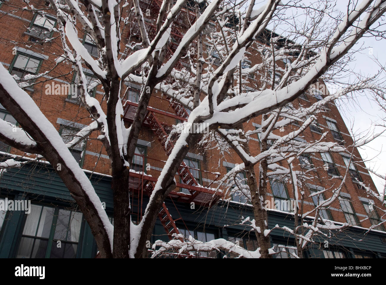 Freezing tree branches hi-res stock photography and images - Alamy