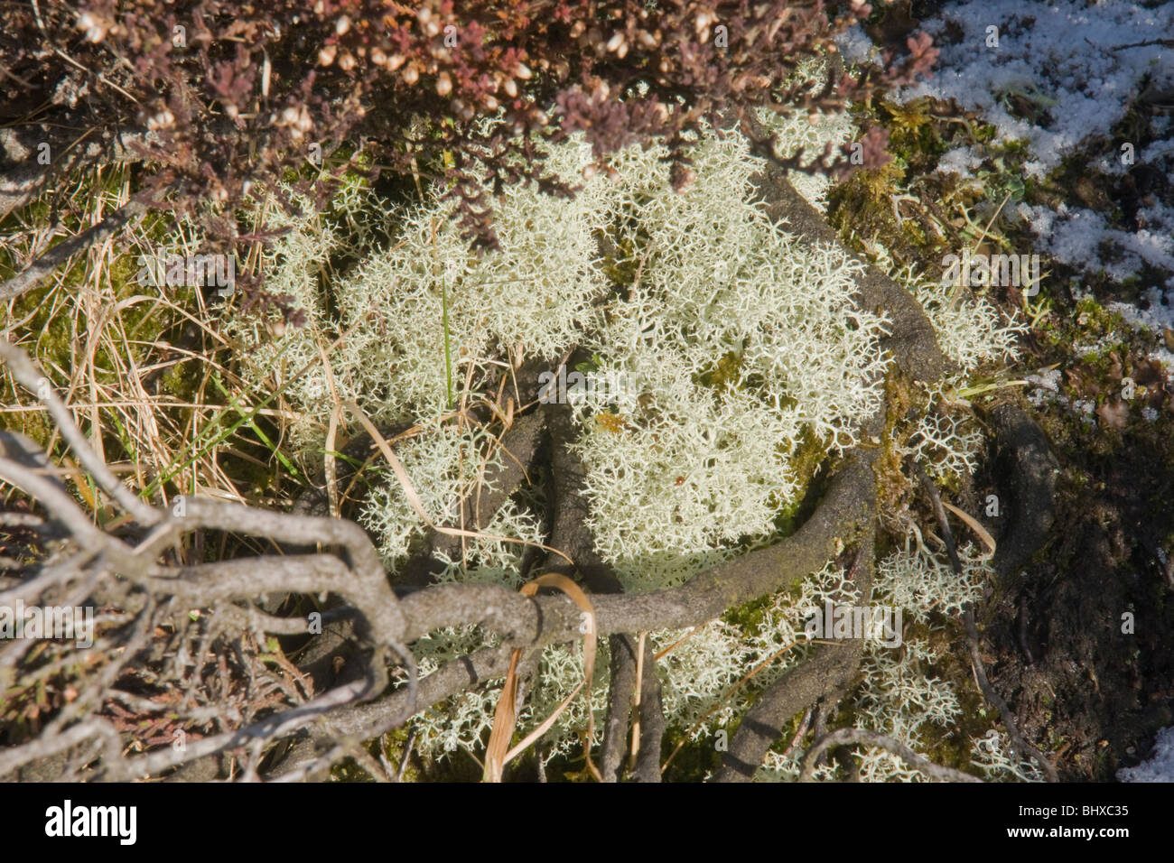 Lichen growing in the heather in Swaledale, Yorkshire Stock Photo