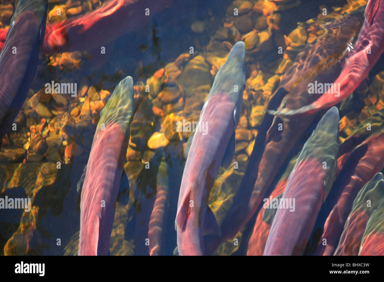 Sockeye salmon in spawning channel, Fulton River Enhancement Facility