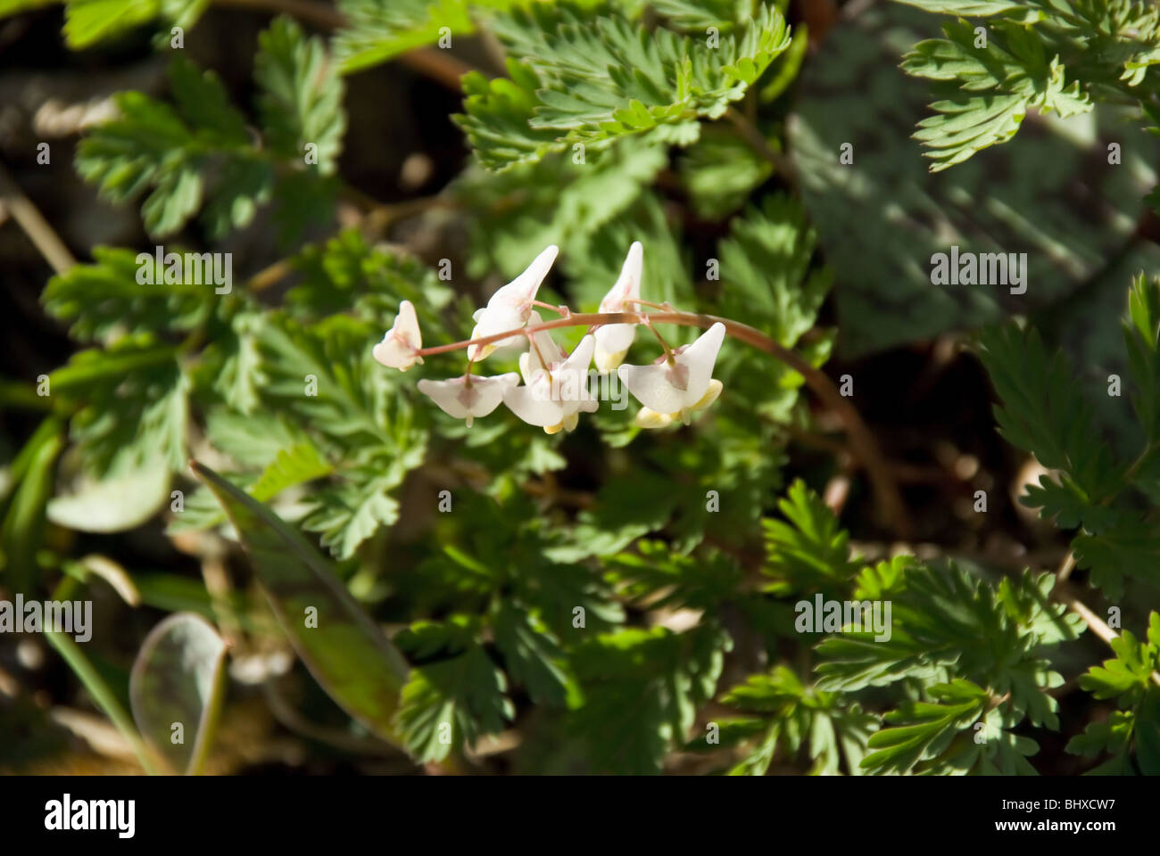 Dicentra cucullaria bifolia Stock Photo Alamy