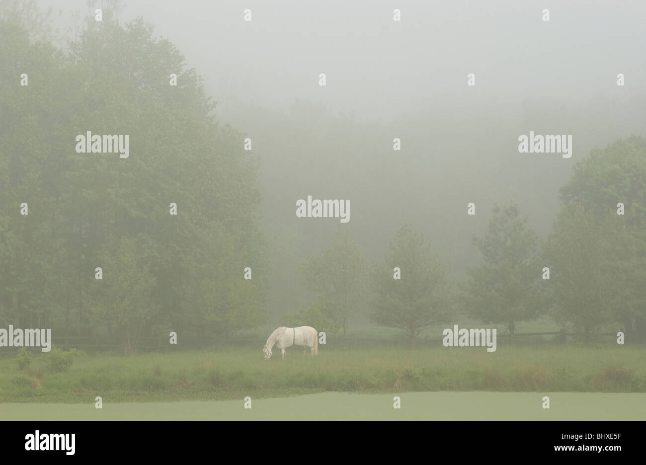 Misty landscape with white horse Stock Photo - Alamy