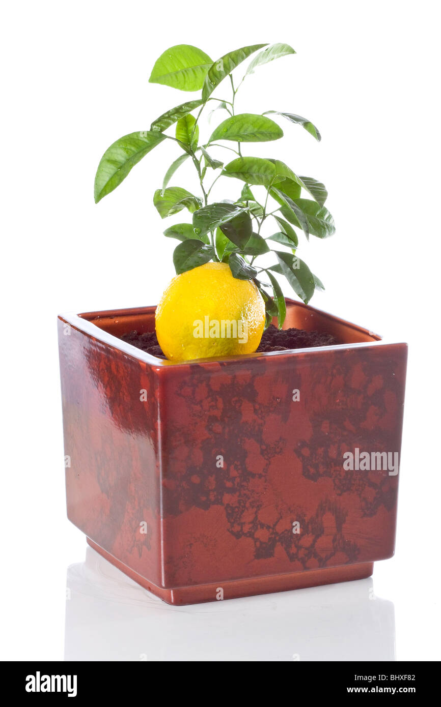 Lemon tree in the pot isolated on white background Stock Photo - Alamy