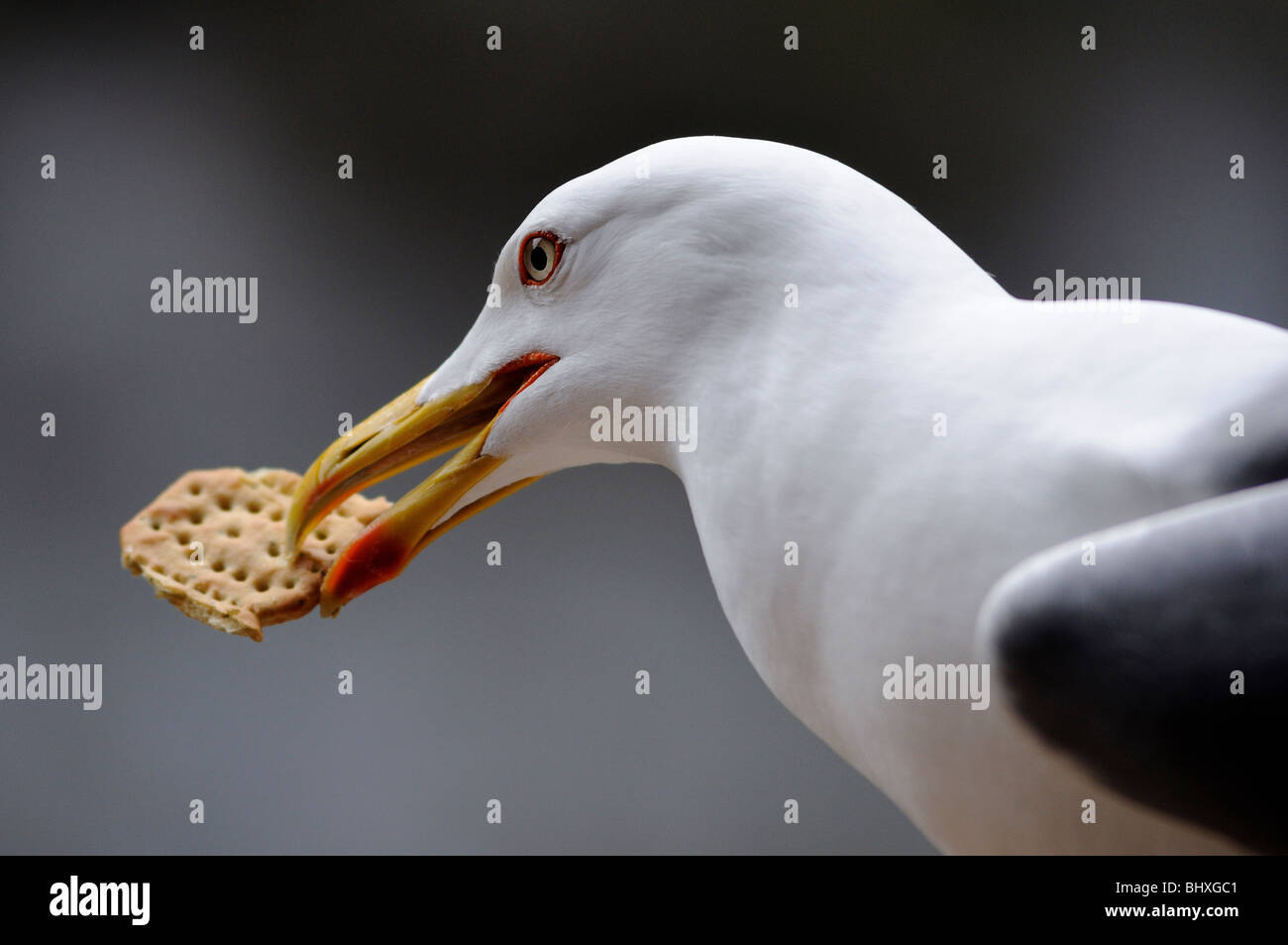 Gulls (often informally called seagulls) are birds in the family Laridae. They are most closely related to the terns Stock Photo