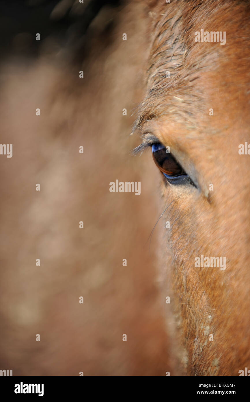 Eye of a horse Stock Photo