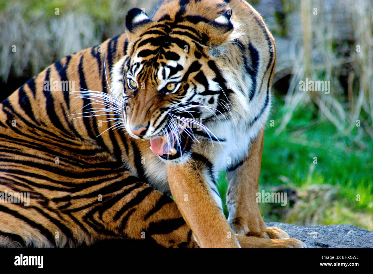 Asian Tiger Cat | cthacanada.org