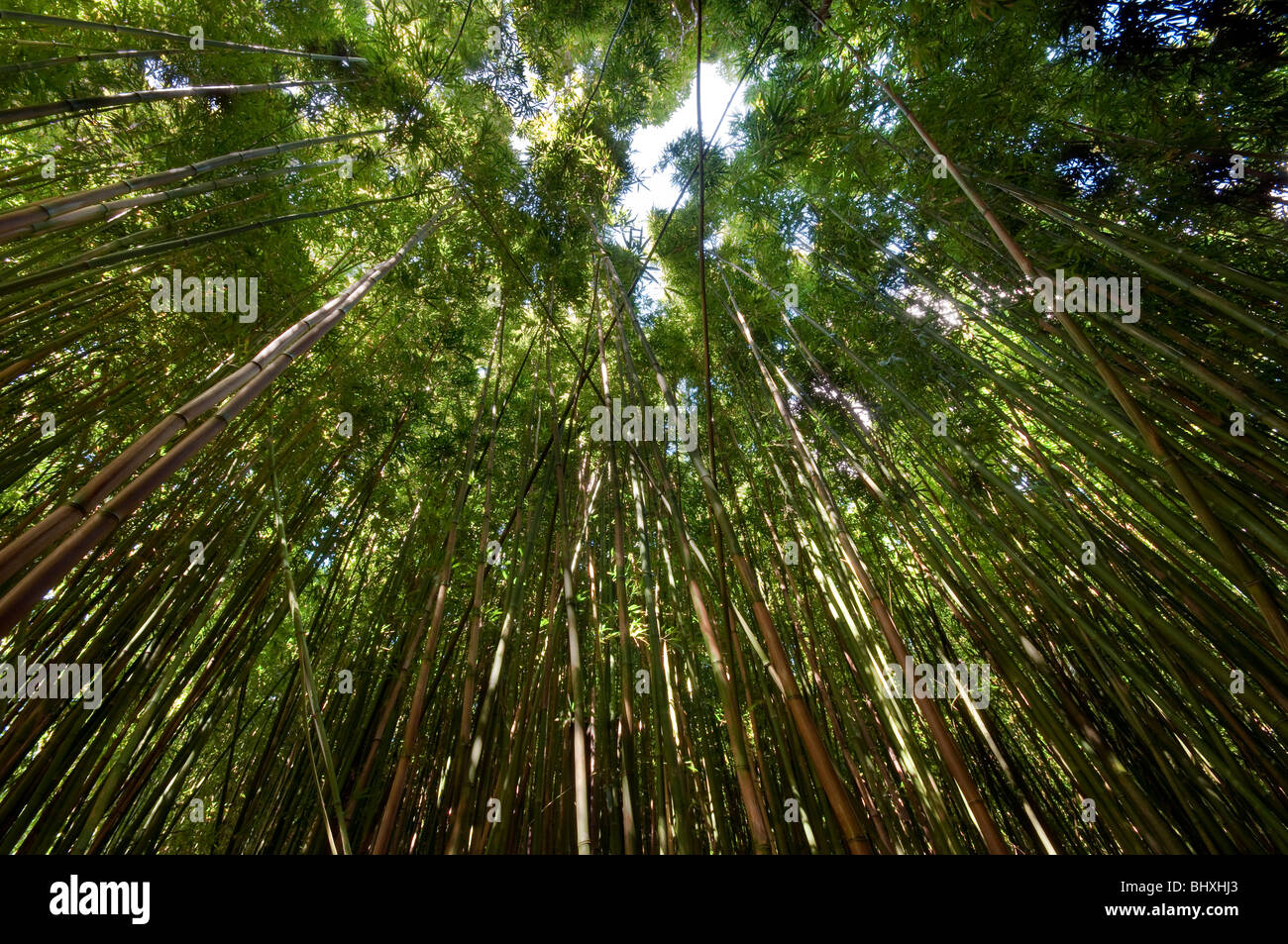 Snail's eye view of the bamboo forest on the Pipiwai trail near Hana