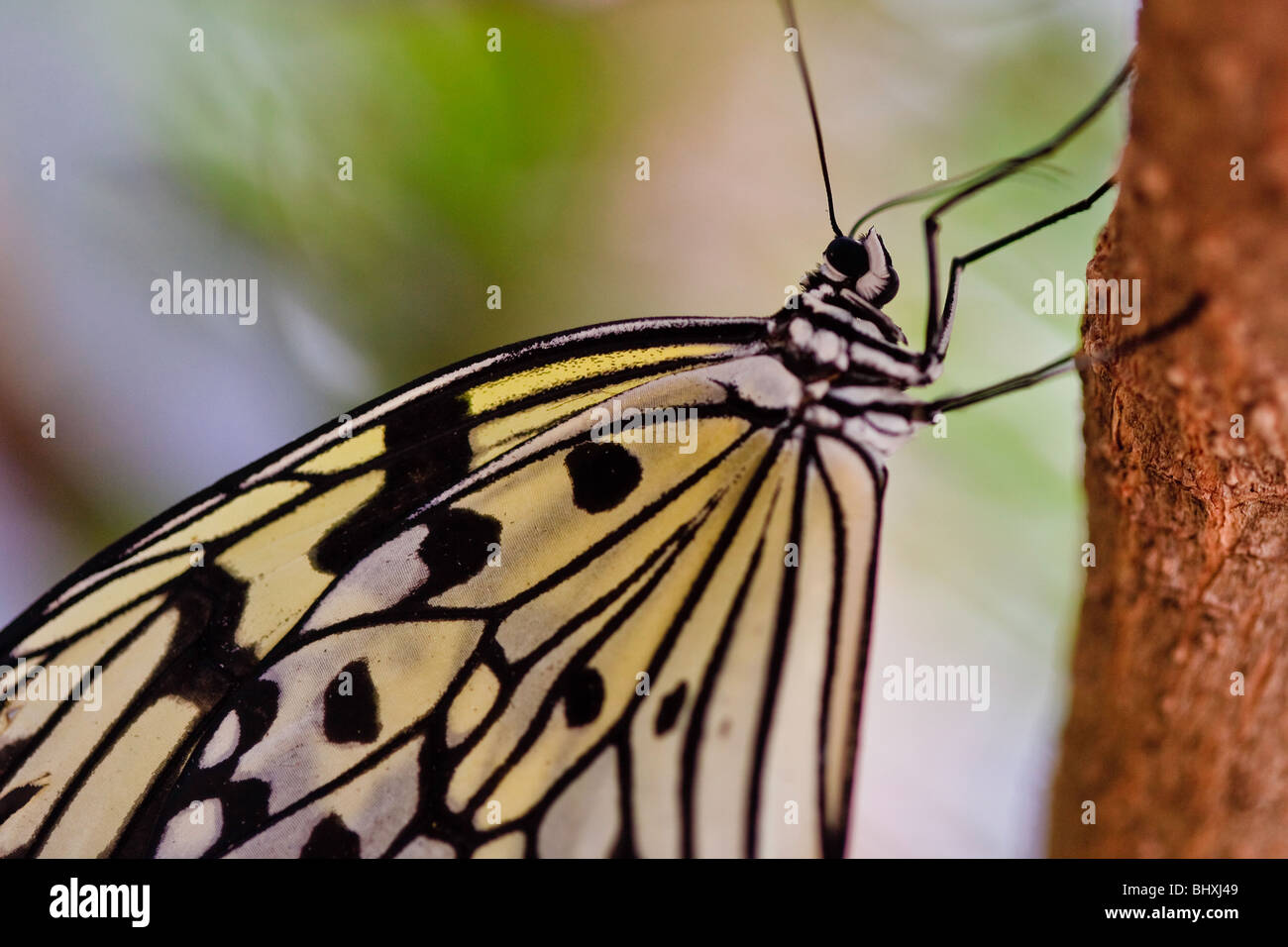 Paper kite butterfly hires stock photography and images Alamy