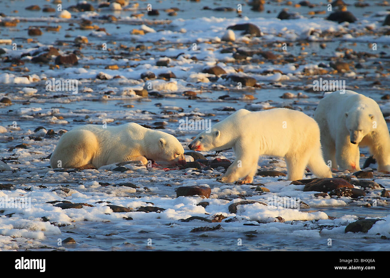 Polar bears, Ursus maritimus, which means 'sea bear' with a seal kill. Stock Photo