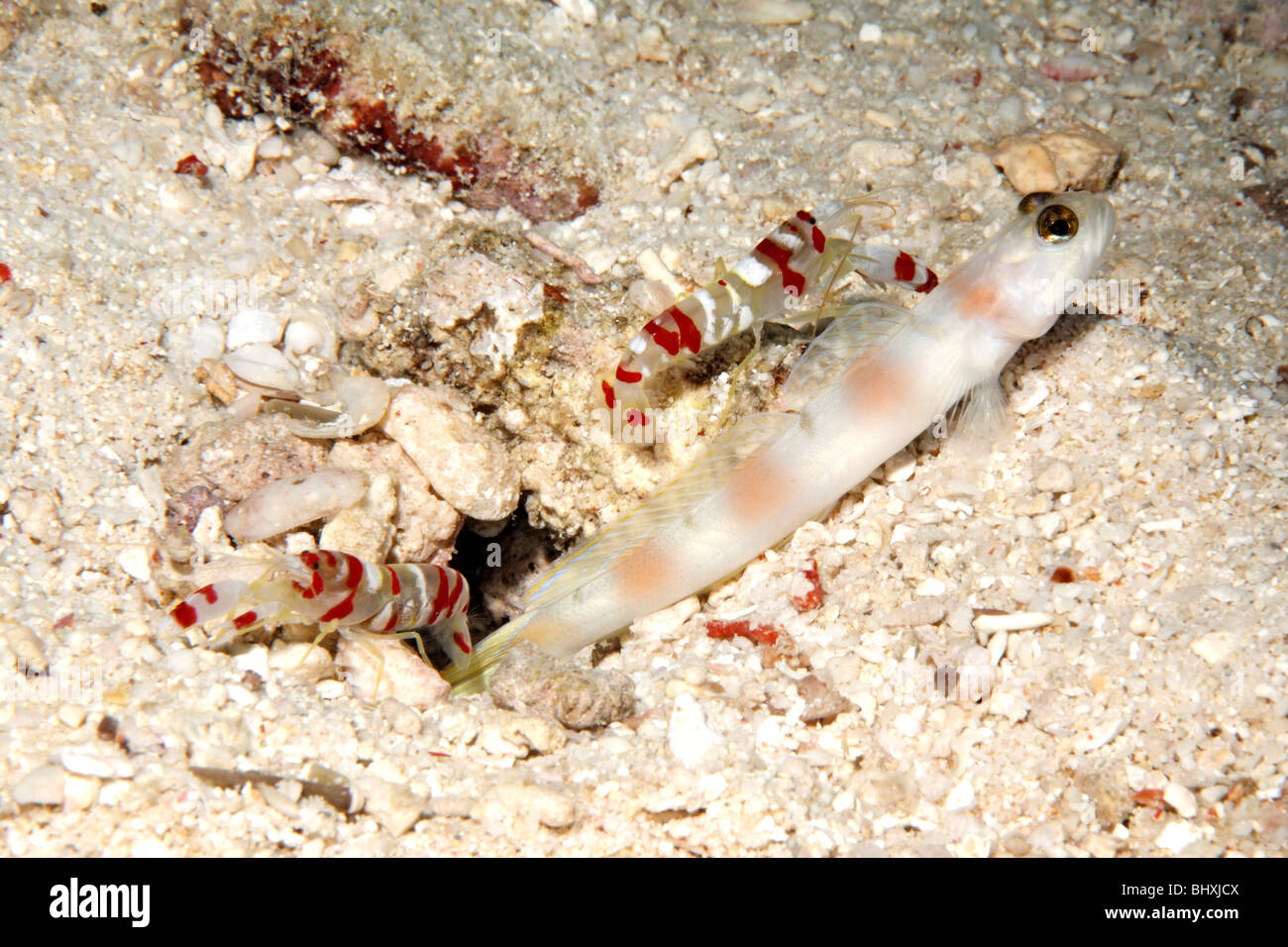 Steinitz Shrimpgoby, Amblyeleotris steinitzi, living in a symbiotic relationship with a pair of Randalls snapping shrimps, Alpheus randalli Stock Photo