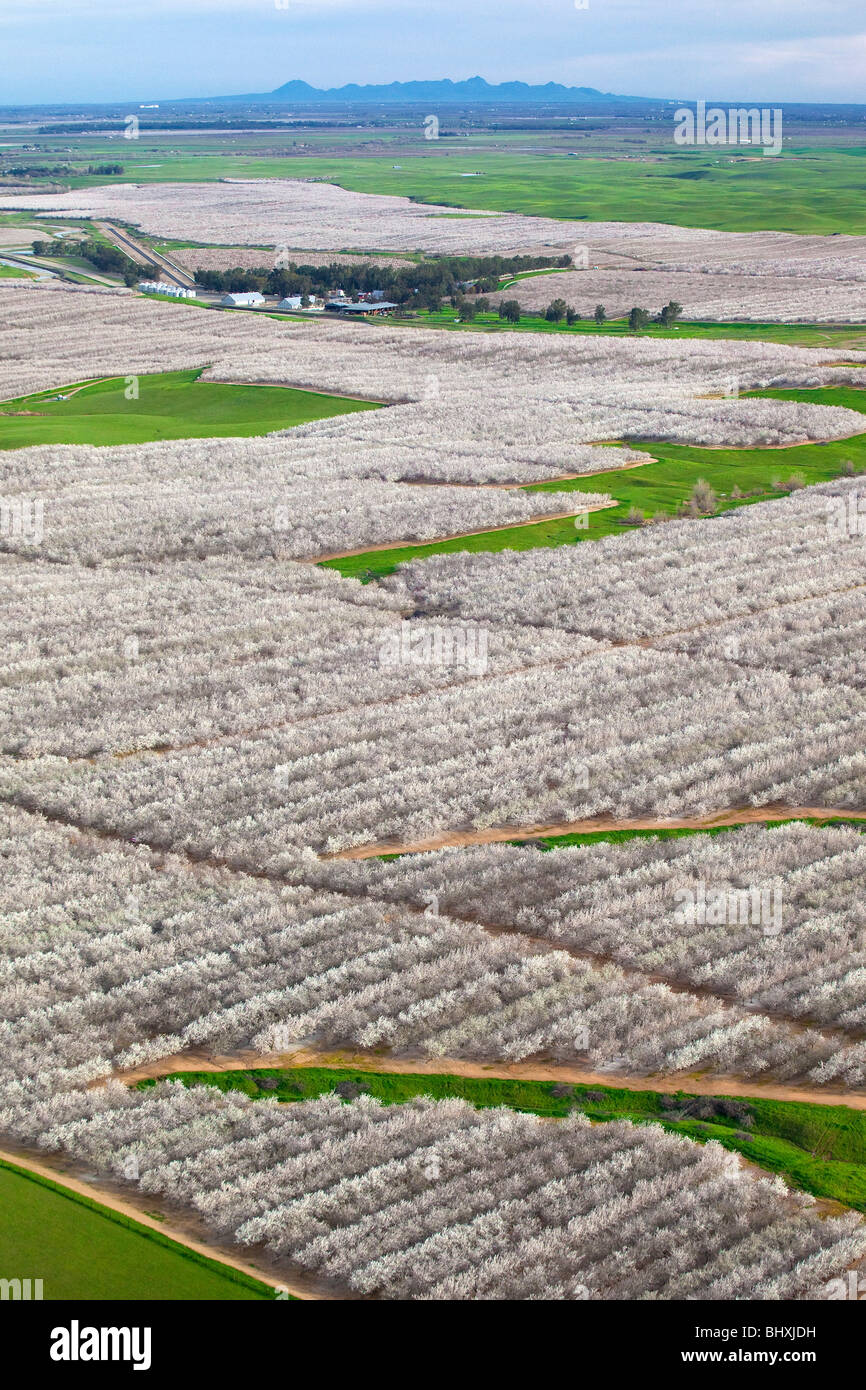 Almond orchards in bloom in California's Sacramento Valley, taken from