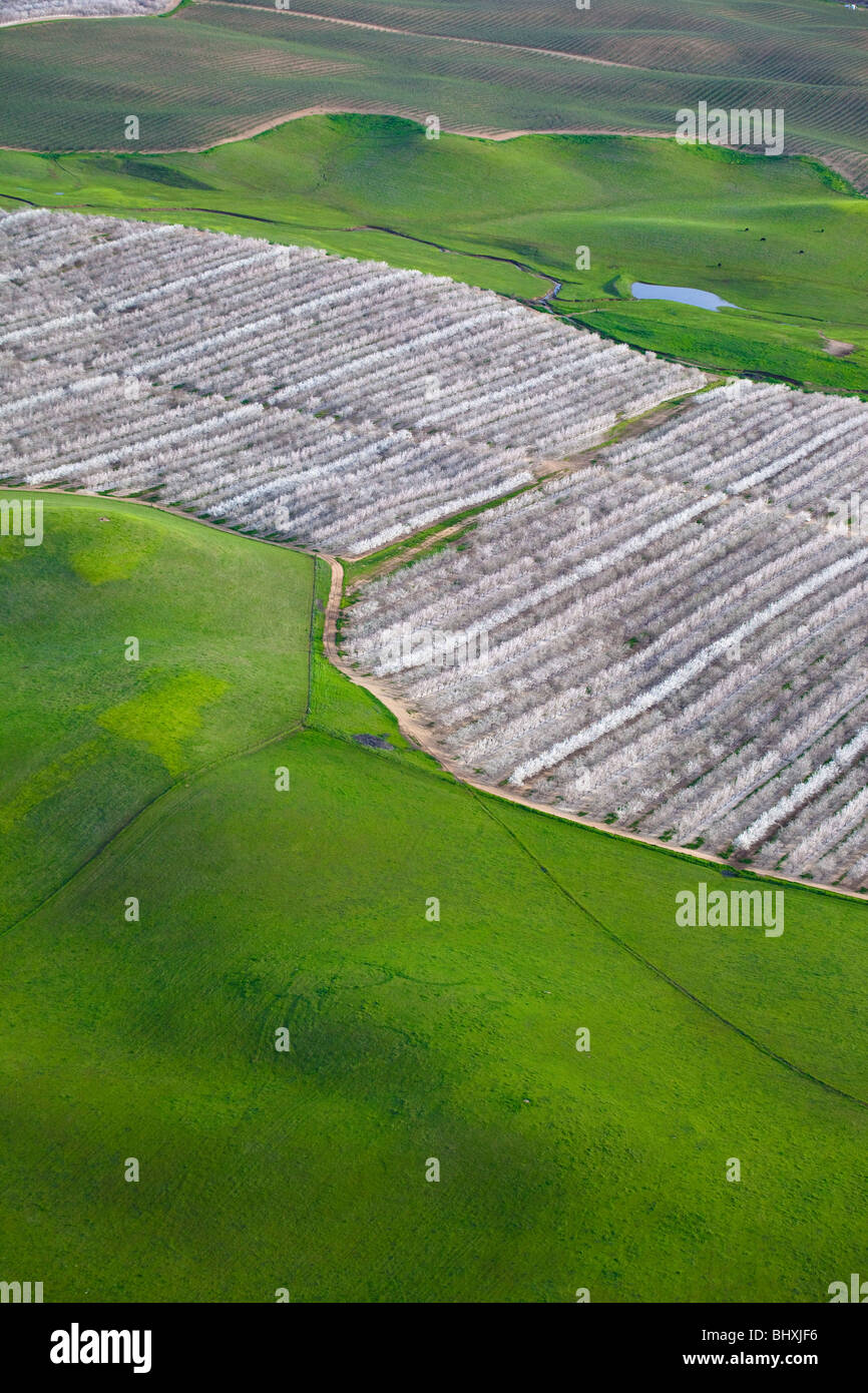 Rolling green hills in northern California in the spring, as seen from the air. Stock Photo