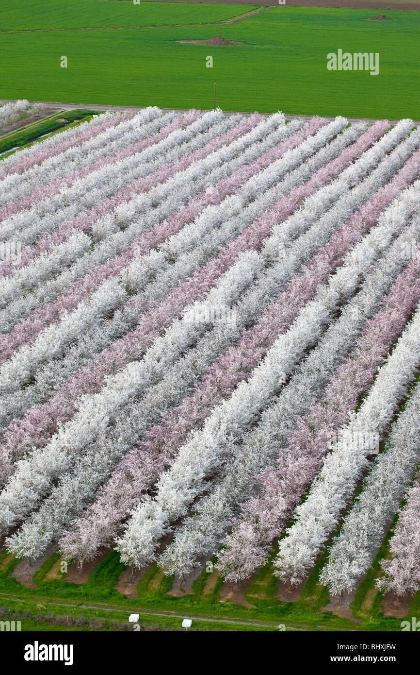 Almond orchards in bloom in California's Sacramento Valley, taken from
