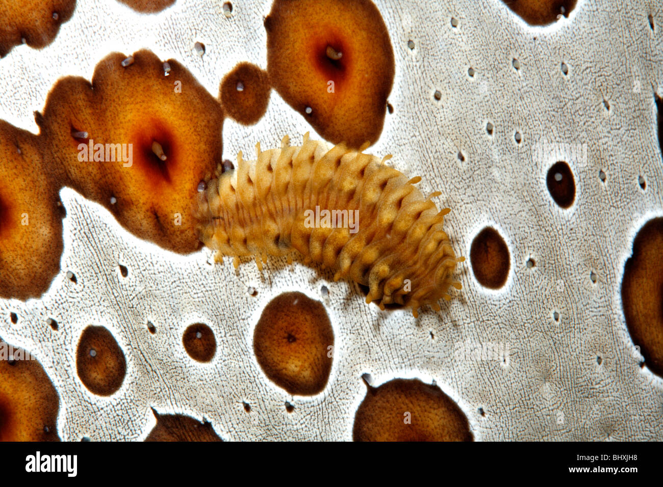 Sea Cucumber Scale Worm, Gastrolepidia clavigera, crawling on its host holothurian, Bohadschia argus. Stock Photo