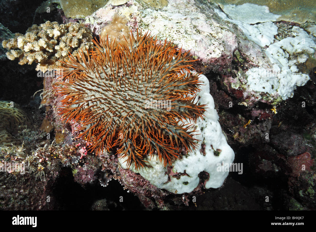 Crown of Thorns starfish, Acanthaster planci, feeding on coral. White patches can be seen where the coral has been eaten Stock Photo