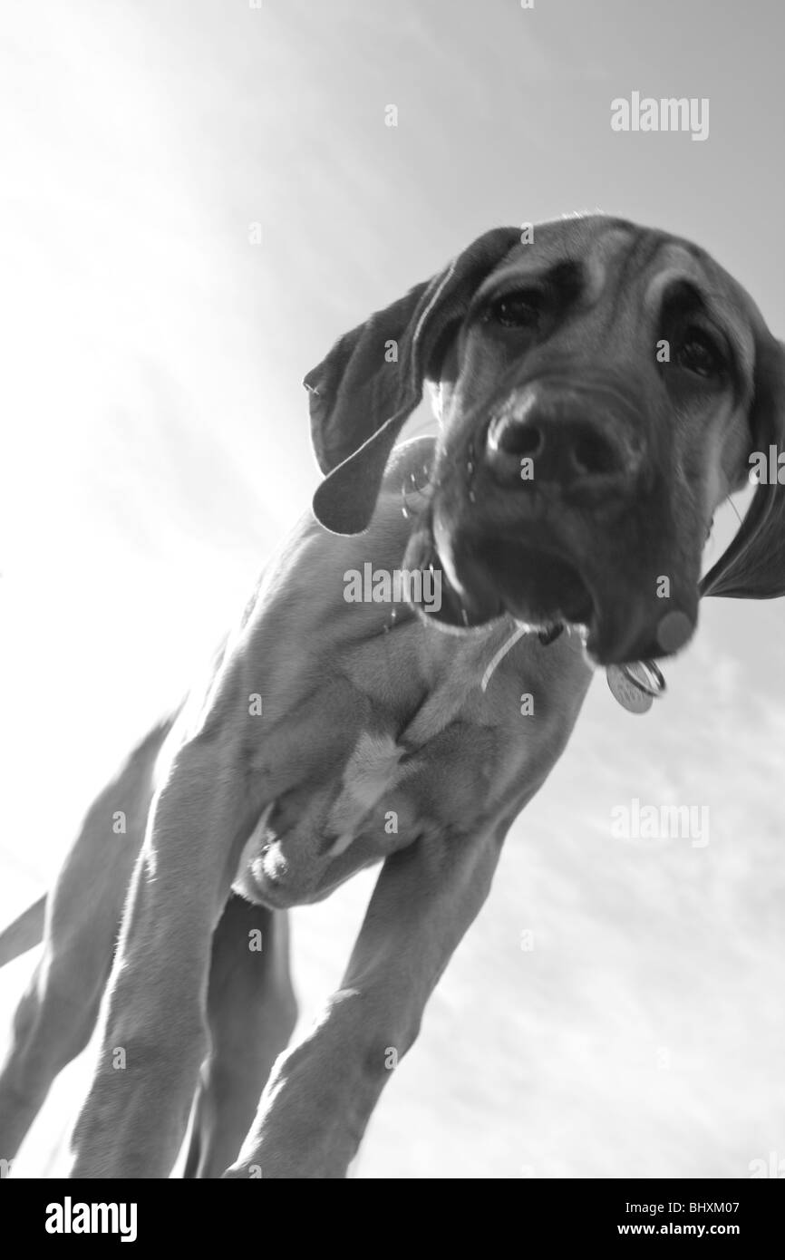 Great Dane puppy Stock Photo Alamy
