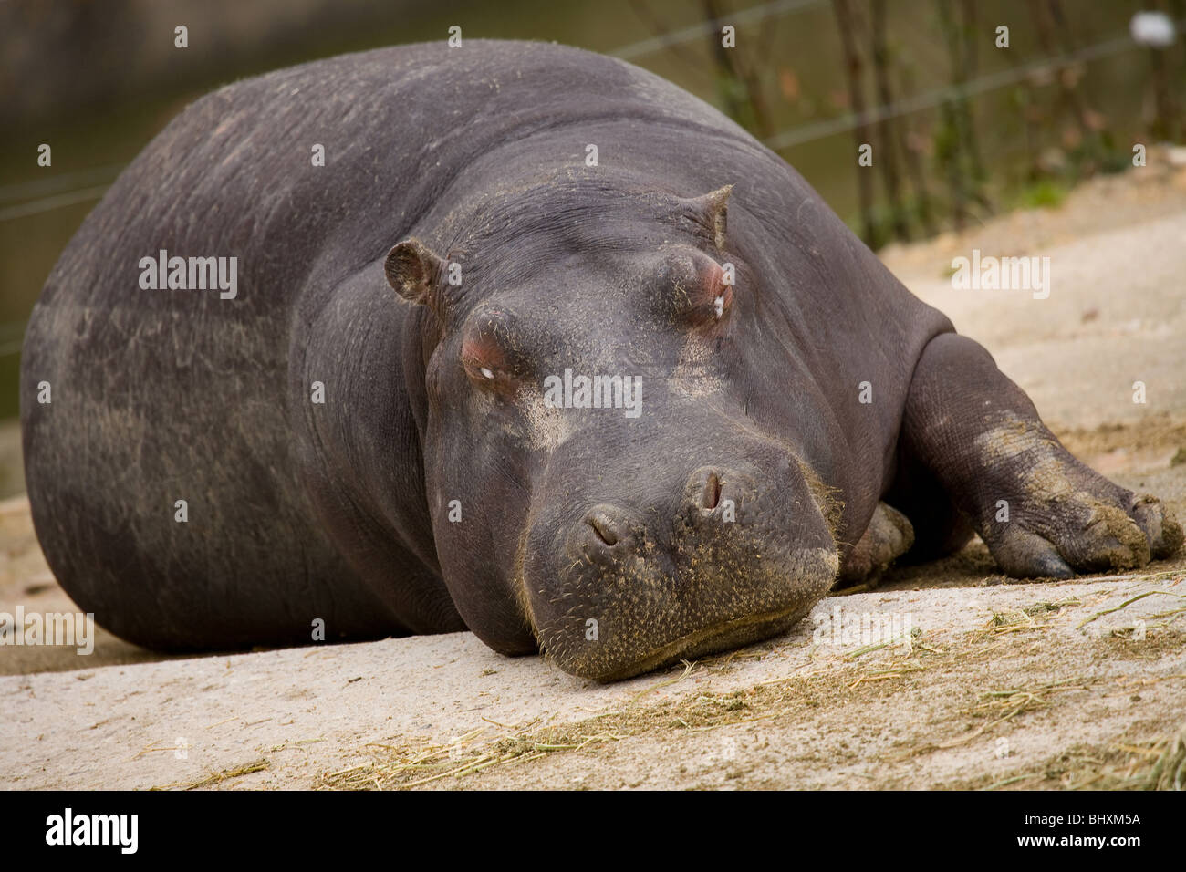 Hippopotamus resting at the zoo of Madrid, Spain Stock Photo
