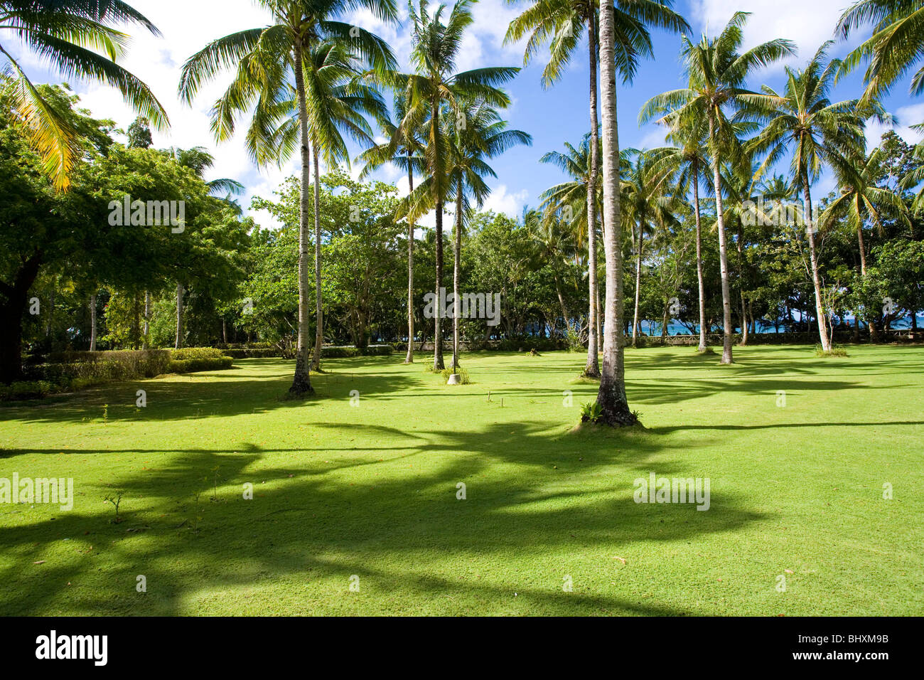 Garden with coconut trees Stock Photo 28246215 Alamy