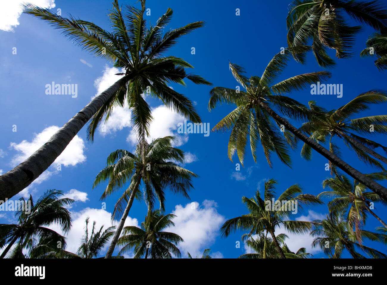 Tall trees and eye hi-res stock photography and images - Alamy