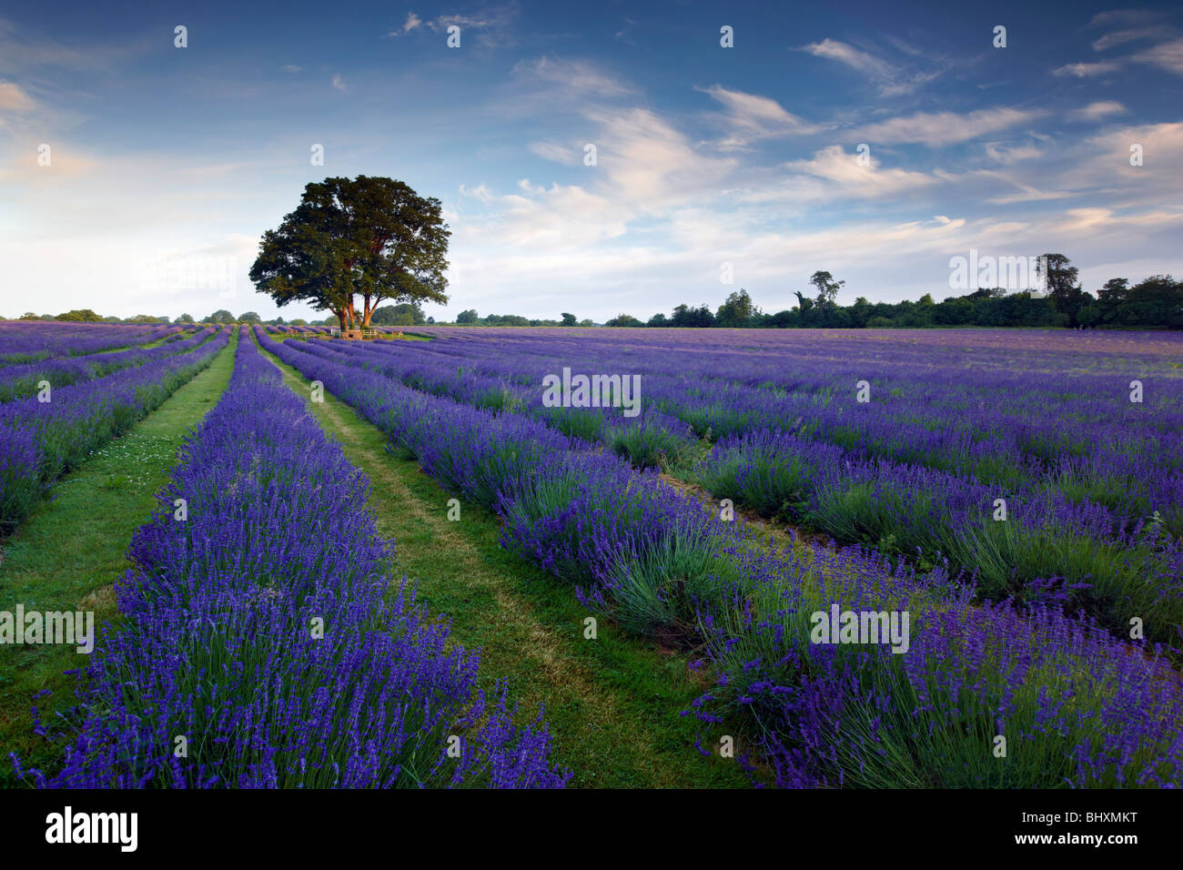 English lavender grown organically in the heart of Surrey Stock Photo